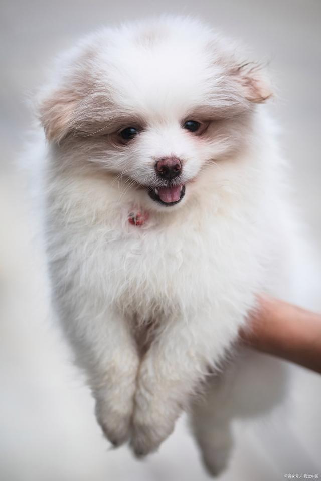 宠物脱皮身上泛白：揭开背后的秘密